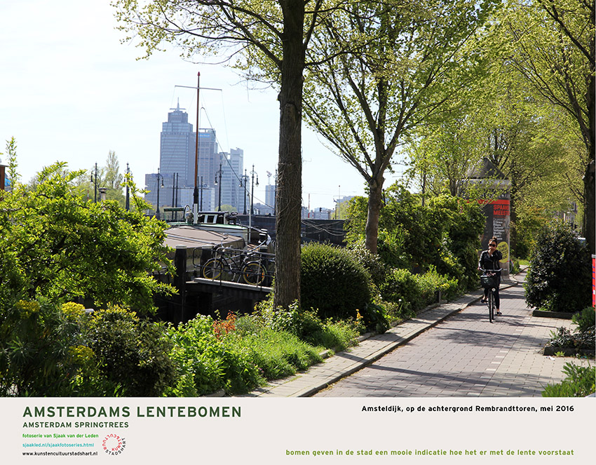 AMSTERDAM LENTEBOMEN 2016