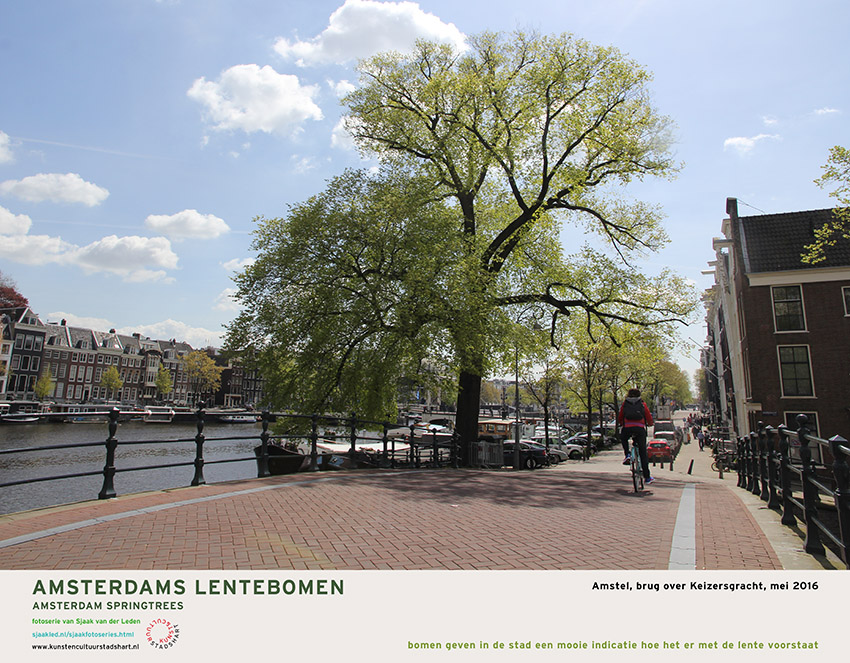 AMSTERDAM LENTEBOMEN 2016