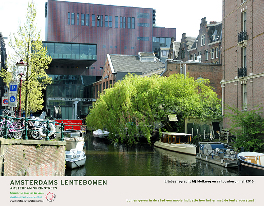 AMSTERDAM LENTEBOMEN 2016