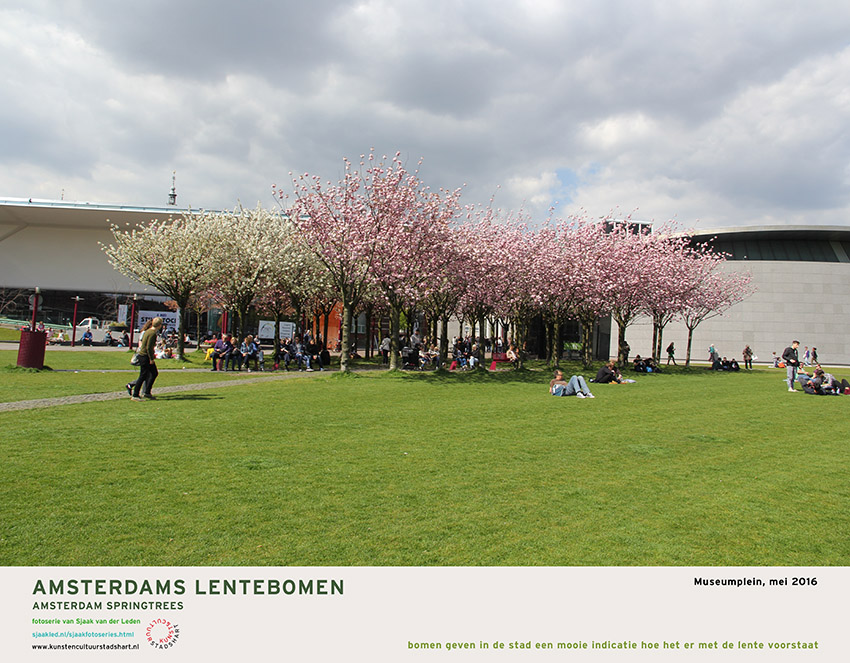 AMSTERDAM LENTEBOMEN 2016