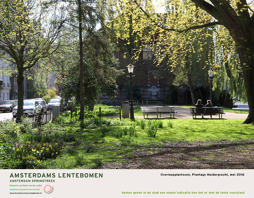 AMSTERDAM LENTEBOMEN 2016