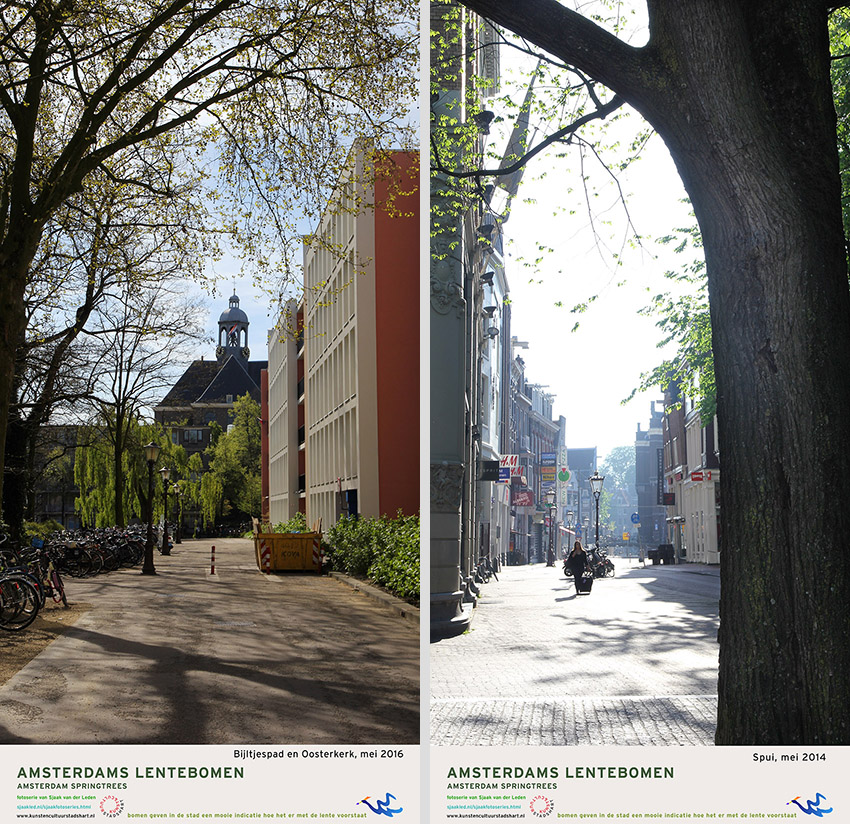 AMSTERDAM LENTEBOMEN 2016