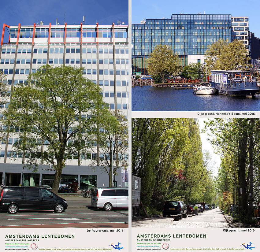 AMSTERDAM LENTEBOMEN 2016