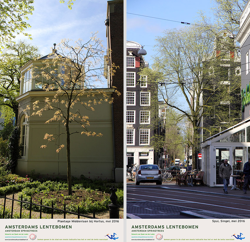 AMSTERDAM LENTEBOMEN 2016