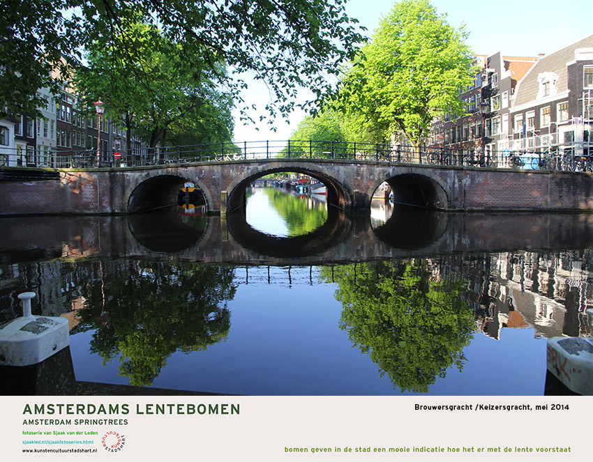 AMSTERDAM LENTEBOMEN 2016