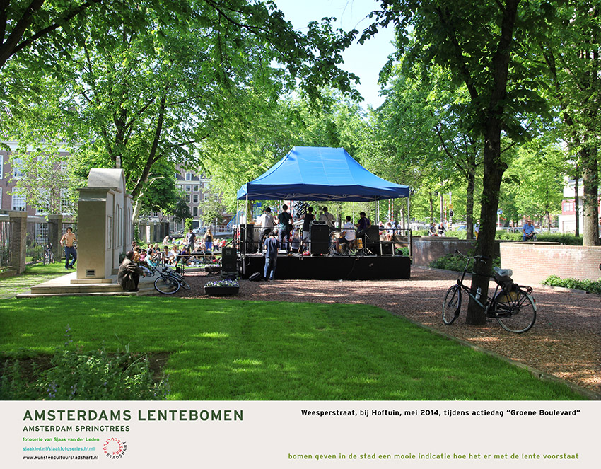 AMSTERDAM LENTEBOMEN 2016