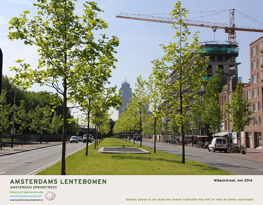 AMSTERDAM LENTEBOMEN 2016