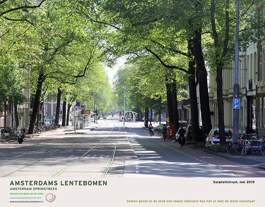 AMSTERDAM LENTEBOMEN 2016