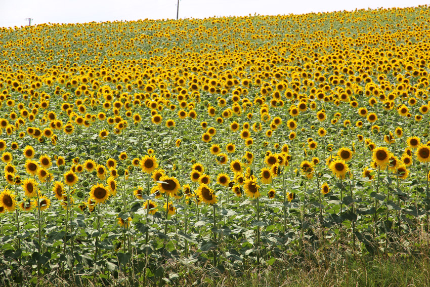 zonnebloemen in de Midi-Pyrenees