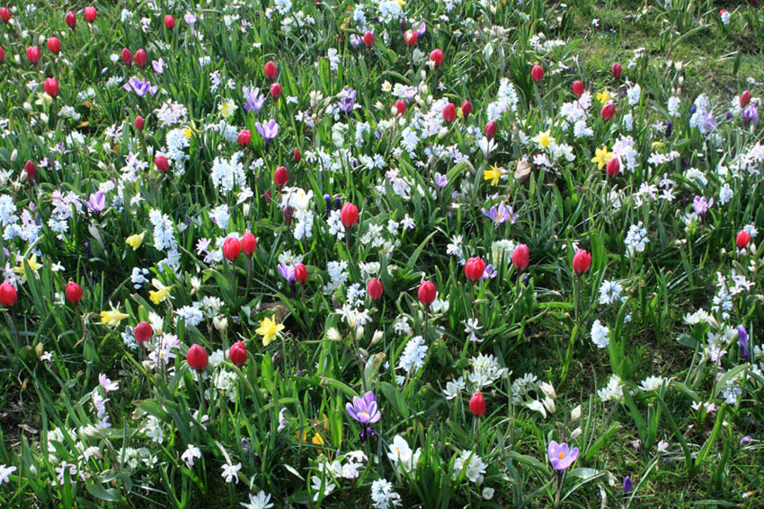 Lente in het Vondelpark