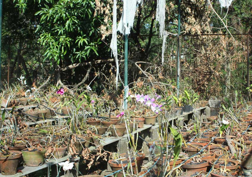 orchideeenkas