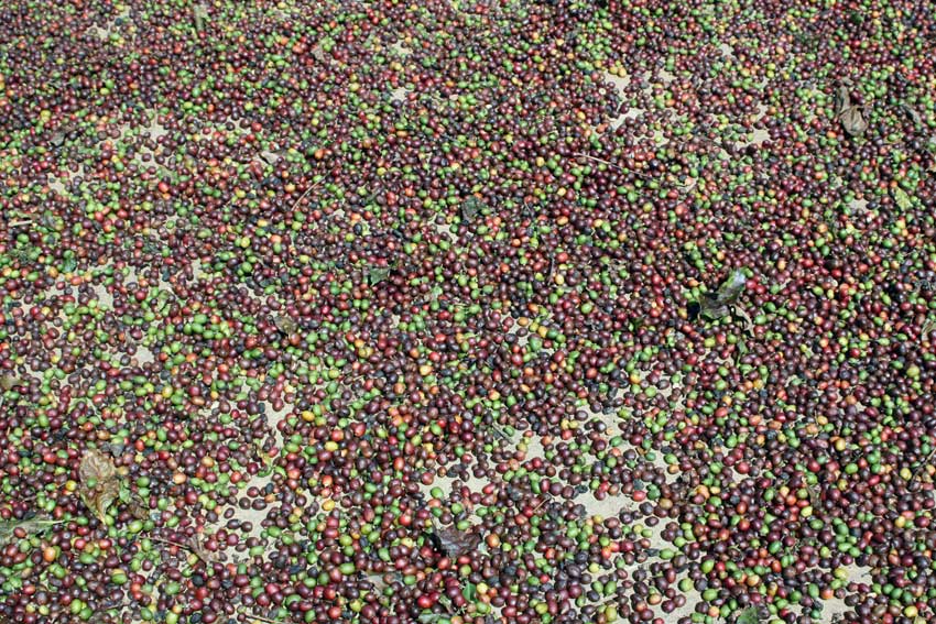 drogende koffiebessen