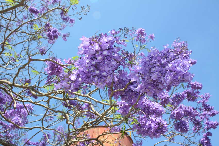 violette boom